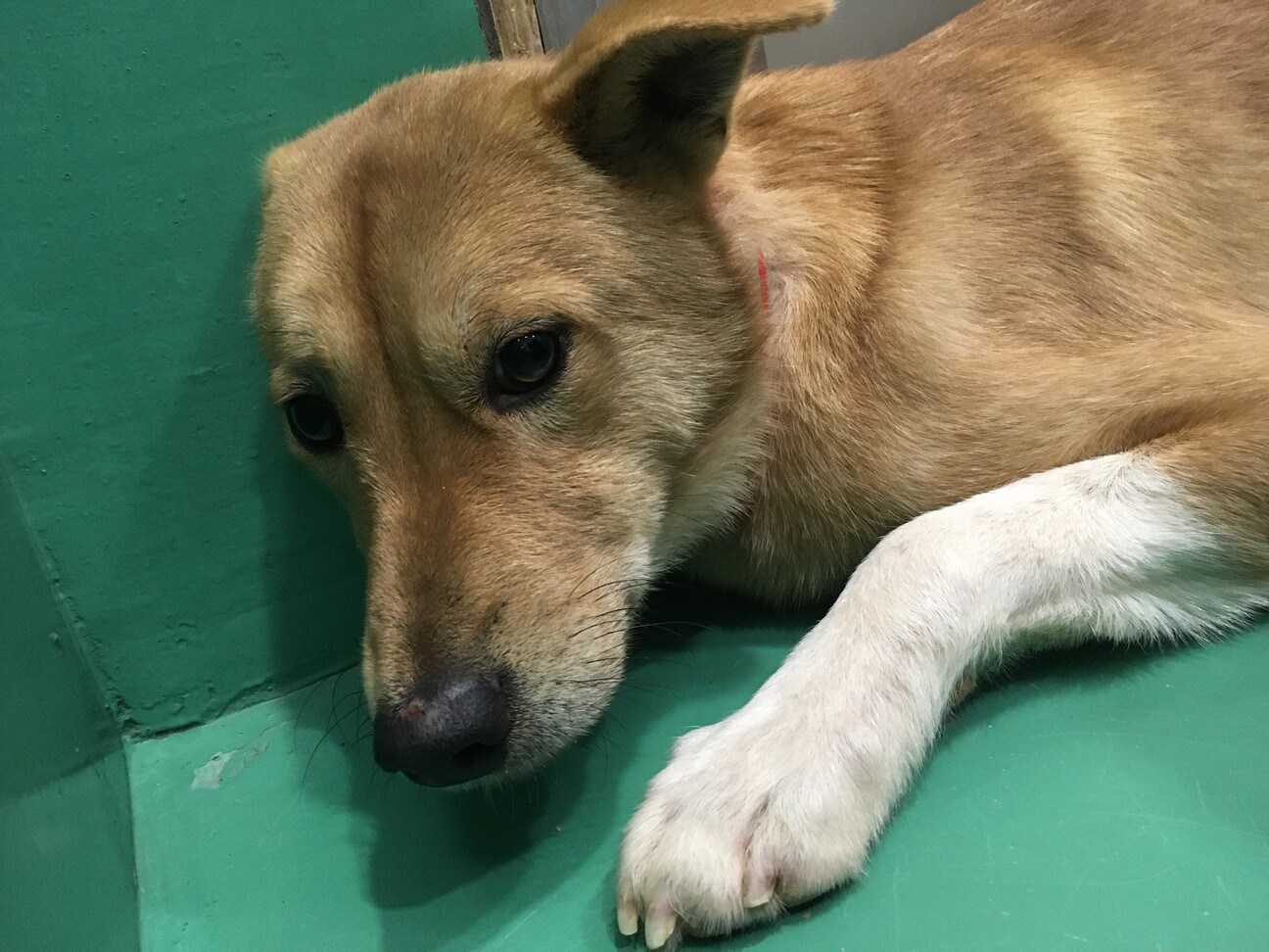 「保健所収容：仮名・とよ♂」山口県 犬の里親募集(365530) ペットのおうち【月間利用者150万人！】