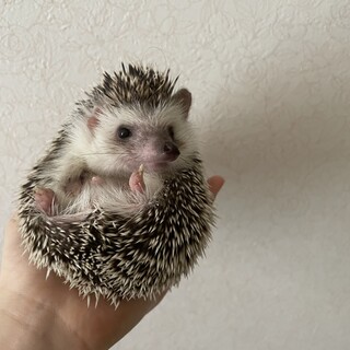 ハリネズミ生後4ヶ月里親募集中