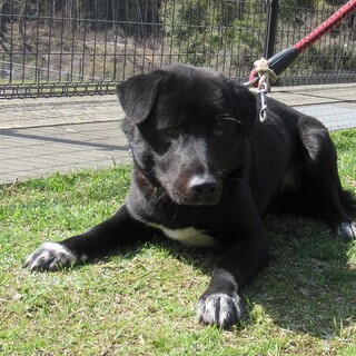 飼い主決定！保健所収容：仮名・がく♂