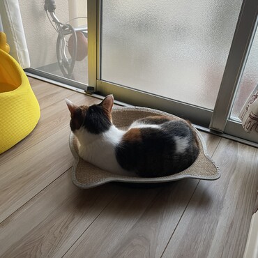 爪研ぎでまったりฅ^ ̳• ·̫ • ̳^ฅ