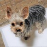 ヨークシャーテリアのハラちゃん♀１才 サムネイル2
