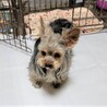 ヨークシャーテリアのハラちゃん♀１才 サムネイル3