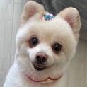 可愛いポメラニアンの女の子　推定４～５歳です