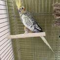 オカメインコ2歳