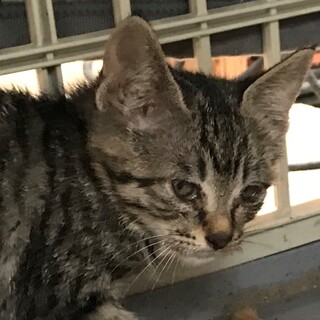 キジ子猫2か月ぐらい