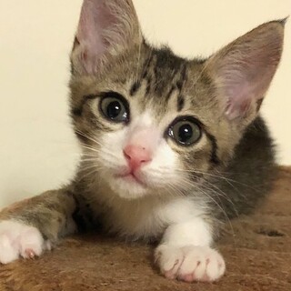 元気いっぱいイケメンのキジ白　こう君