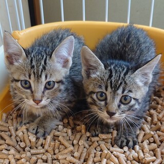 美人姉妹⚪てまり＆ひまり⚪