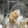 ゆーしゃ。