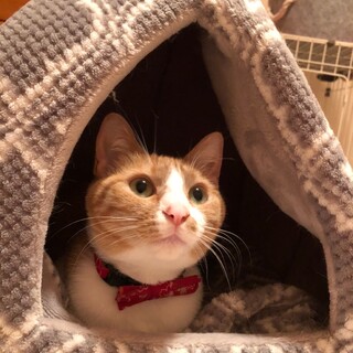 可愛らしいお目目♡おとちゃん《6/13譲渡会参加》