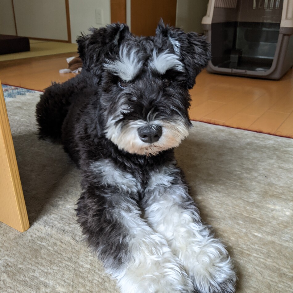 ロコのカバー写真