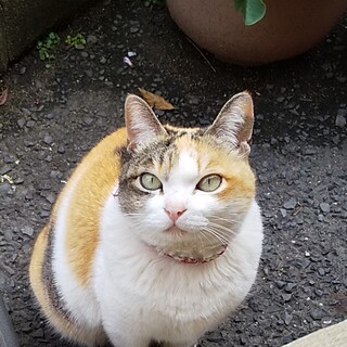 【里親さん決定！】スコ似！寂しがりやのきなこ