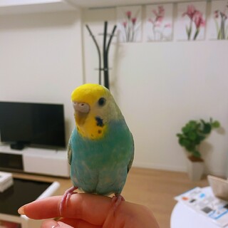 手乗りセキセイインコ 