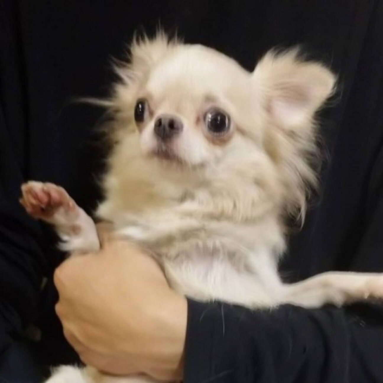 チワワのサキンちゃん ２才 大阪府 犬の里親募集 ペットのおうち 月間利用者150万人