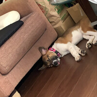 ローズ