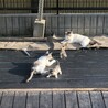 生後一か月の子猫です。 サムネイル2