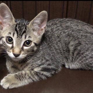 元気なキジトラくん♂ちゅーるとおもちゃが大好き！