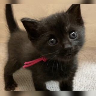 ミルクで育てた甘えん坊☆濃いピンクちゃん