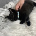 生後1ヶ月の子猫　里親募集！