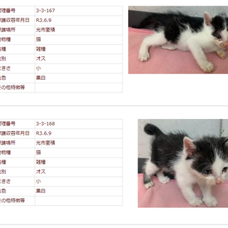 人懐っこい兄妹です。収容期限6/17朝迄