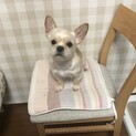 新しい家族見つかりました