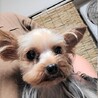 ヨークシャーテリアのココちゃん♀１才 サムネイル2