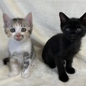 ツブラな眼差しにキュン♥黒&三毛兄妹♥