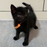 ミルクで育てた甘えん坊☆オレンジ君 サムネイル2