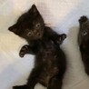ミルクで育てた甘えん坊☆オレンジ君 サムネイル3