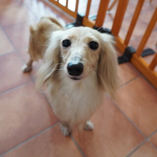 小さなブーケちゃん