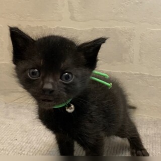 ミルクから育てた甘えん坊☆緑くん