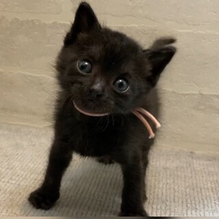 ミルクから育てた甘えん坊☆薄ピンクちゃん