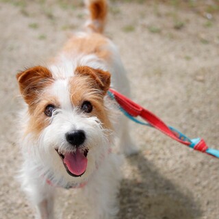 遊ぶの大好き♪人懐っこくお茶目なしゃなちゃん