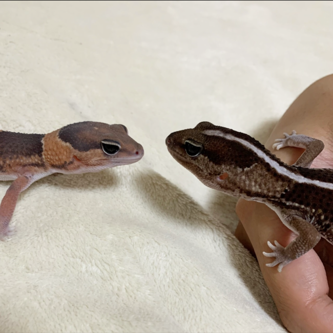 りったりったのカバー写真