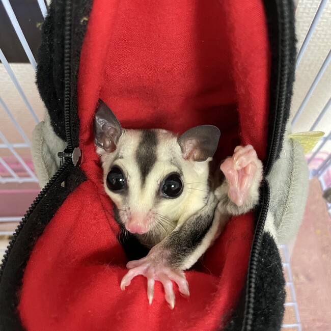 Peeeeのカバー写真