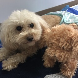 小梅を保護してくださった方へ