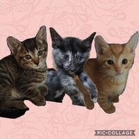 アメ、オト、メロ