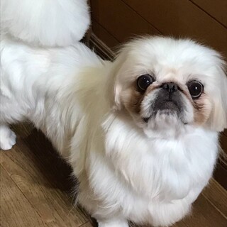 シュリ＊ペキニーズ