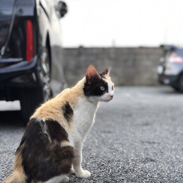 よもぎのママ。