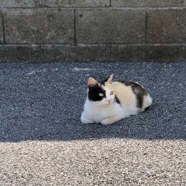 よもぎのママ。