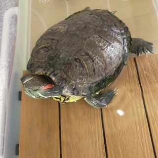 里親決定しました。ありがとうございました！