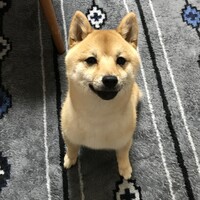 まめ太