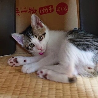 【7/18フリー譲渡会in西新パレス】個別面会可