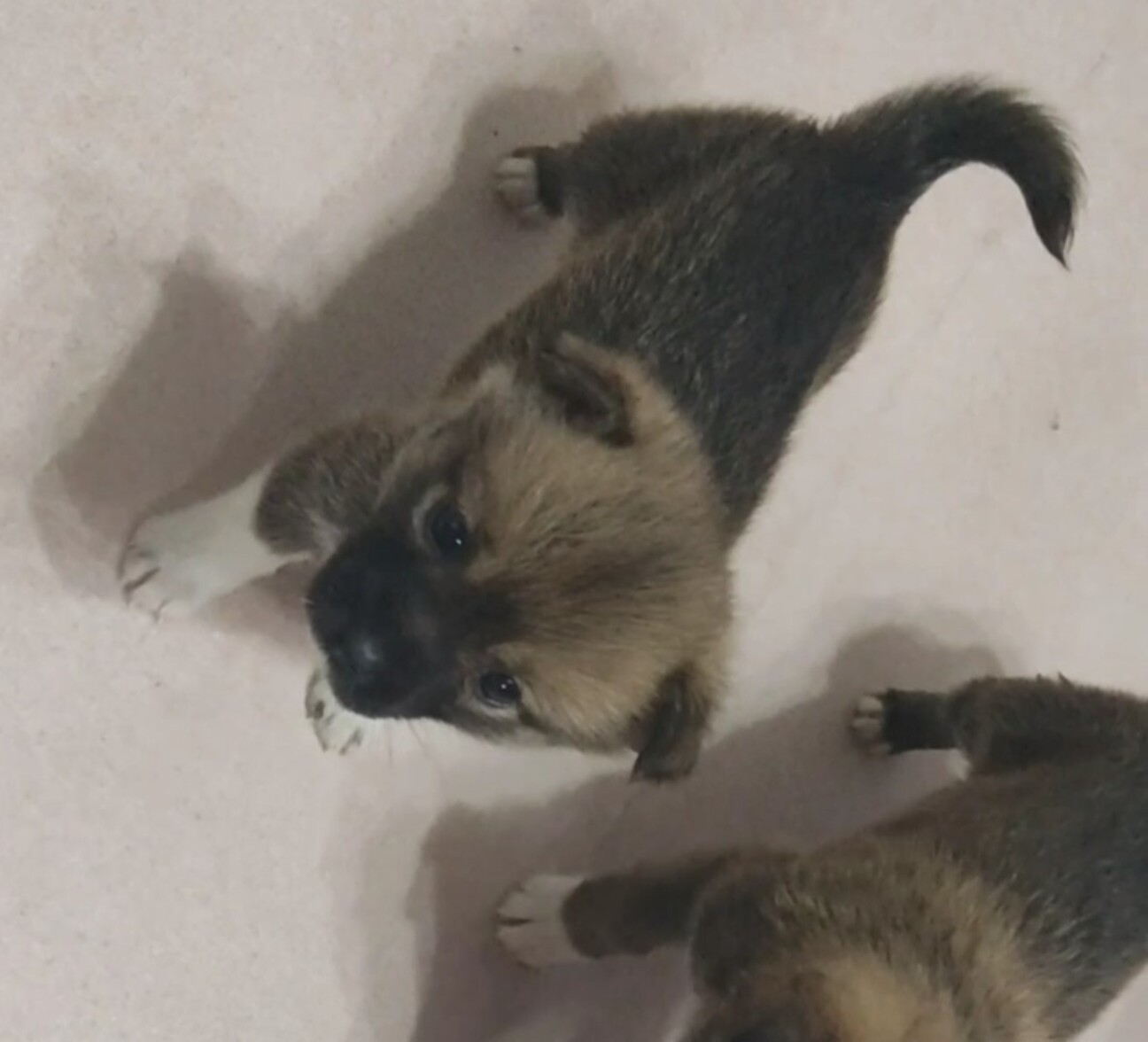 ちいちゃな兄弟 ひなちゃん 福岡県 犬の里親募集 ペットのおうち 月間利用者150万人