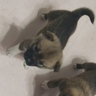 柳川市の犬の里親募集情報まとめ ペットのおうち 月間利用者150万人