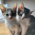 3月生まれのメス2匹です