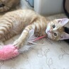 是非動画を♡ペアくん♡ サムネイル3