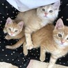 是非動画を♡ペアくん♡ サムネイル4