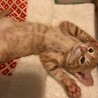 是非動画を♡ペアくん♡ サムネイル6