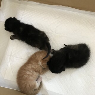 里親さんが決まりました