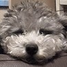 すもプラ